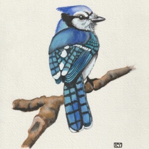 Blue Jay original illustrated watercolor painting for Louisiana Animals ABC.
