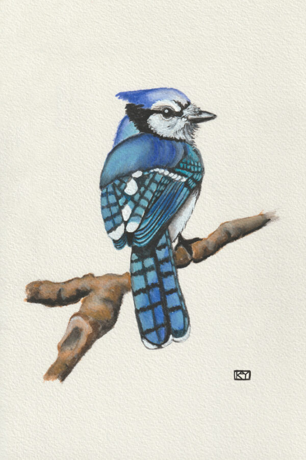 Blue Jay original illustrated watercolor painting for Louisiana Animals ABC.