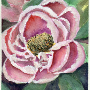 Soft Camellia