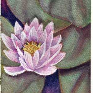 Lily’s Pink Radiance