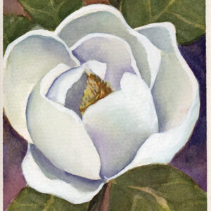 Mississippi’s Magnolia Glow