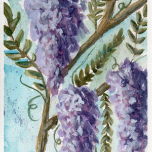 Wisteria on the Vine